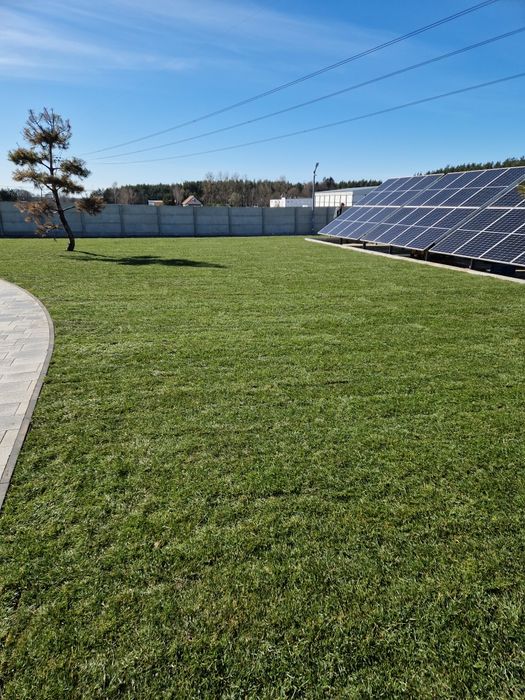 Trawa z rolki 40 m2 z dostawą pod dom