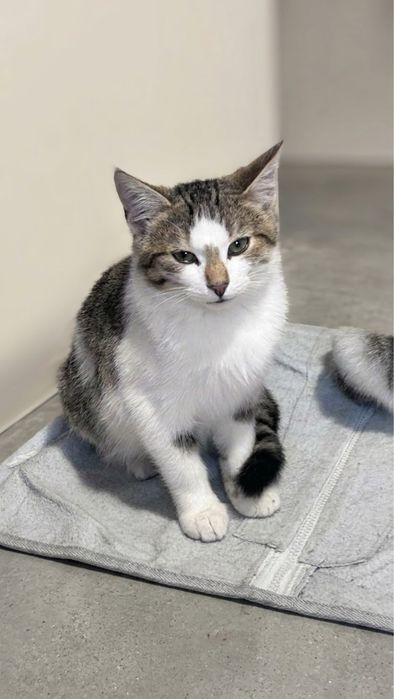Uroczy kocurek do adopcji