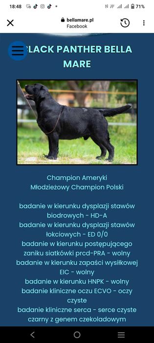 Labrador Retriever ZKwP piękne  szczenięta z domowej hodowli ZKwP FCI