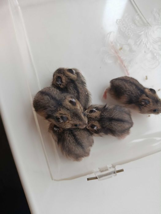 Хом'ячки джунгарики