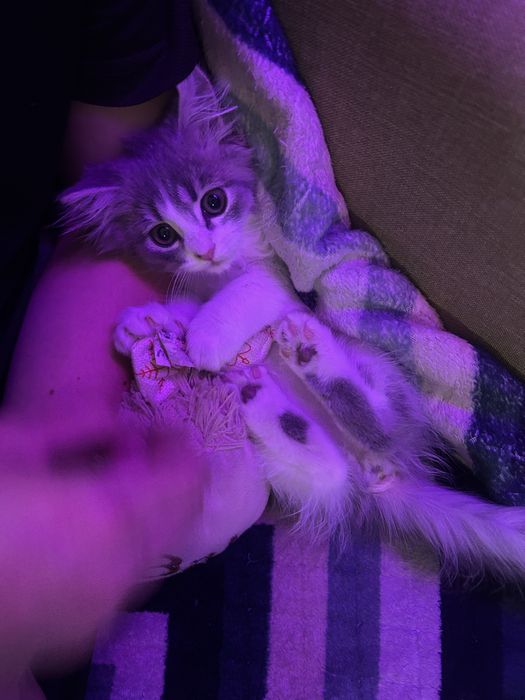 Отдам кошку в добрые руки