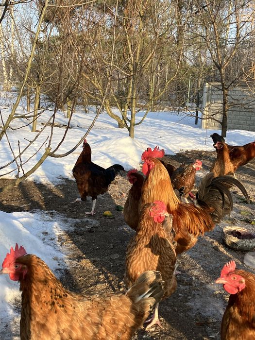 Kogut, z własnego wylęgu