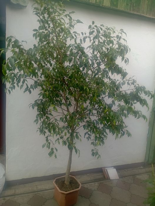 фікус Берджаміна