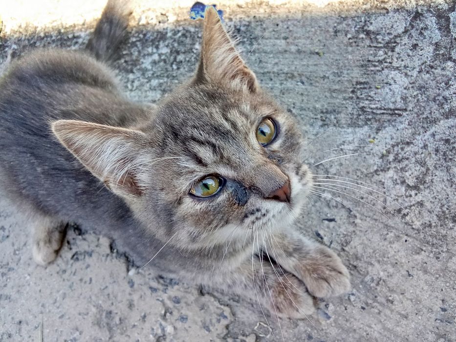 Віддамо в гарні руки кошенят