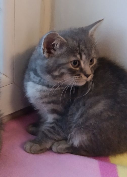 Продам шотландских котят.