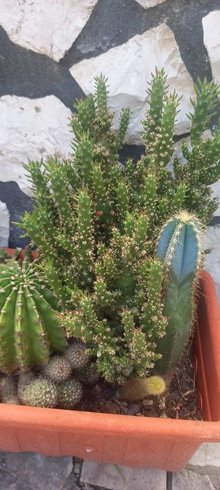 Conjunto de catos/ Catos/ plantas