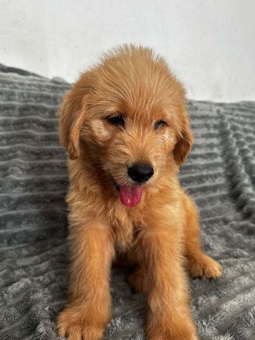 Labradoodle  piesek  Kubuś