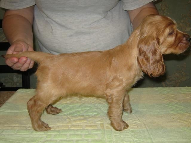 Руді та чорні спаніелі — домашні, ласкаві, дуже красиві