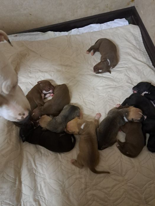 Продам цуценят пітбуля