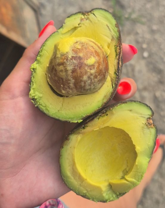 Abacates Biológicos