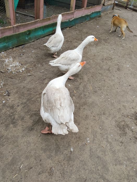 Gęsi białe 2 samice + samiec
