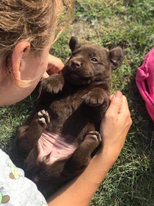 Labrador czekoladowe szczenięta FCI
