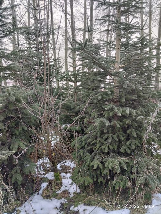 Świerk kaukaski , choinka