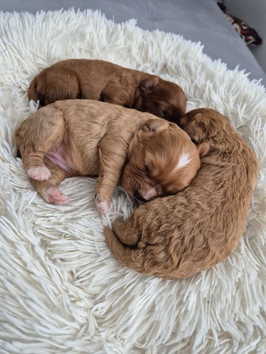 Suczka Cavapoo F1 Cavalier & Pudel