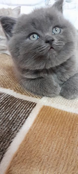 Британський малючок