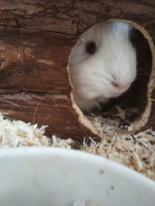Świnka Morska Albinos Biała