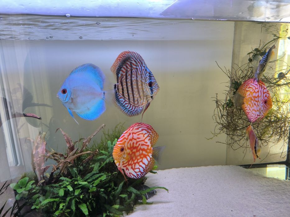 Aquário 150cm  com discos