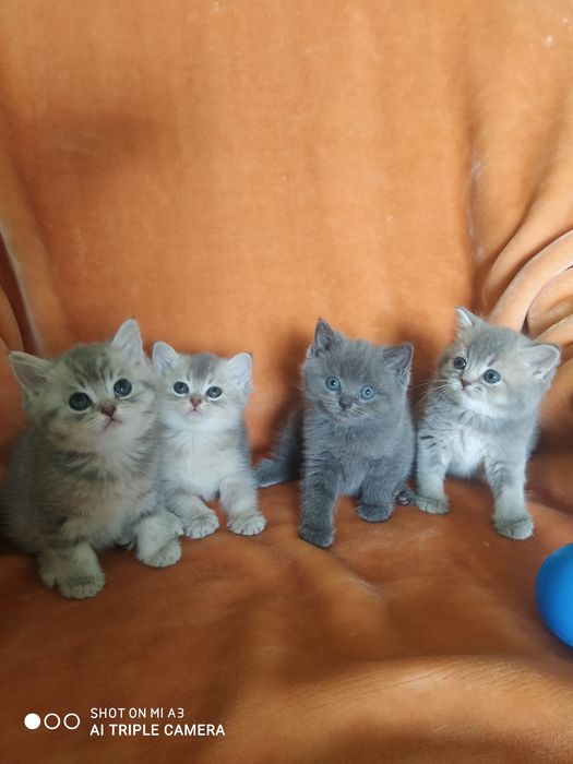 Кіт  запрошує на в'язку .