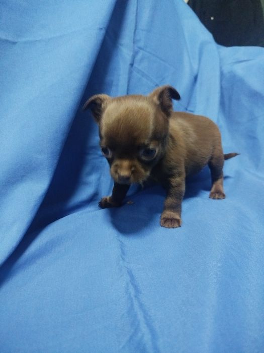 Chihuahua de pelo curto
