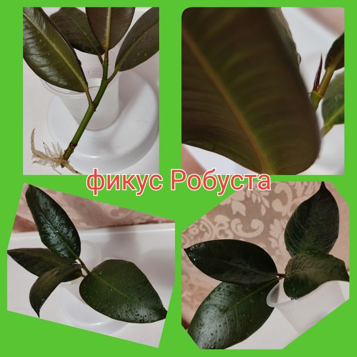 Фикусы 6 сортов; кротоны Голд Сан  и Санни Стар; сингониумы и драцены