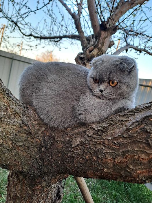 Продам шотланский  котик 6 місяців