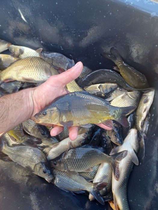 Karp narybek/kroczek. Lin,Tołpyga,Płoć,Sandacz.