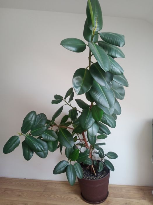 Kwiat fikus sprężyny 180 cm