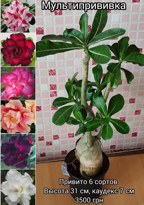 Адениум вариегатный махровый