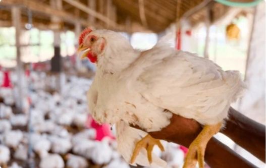 Продаю бройлер живою вагою