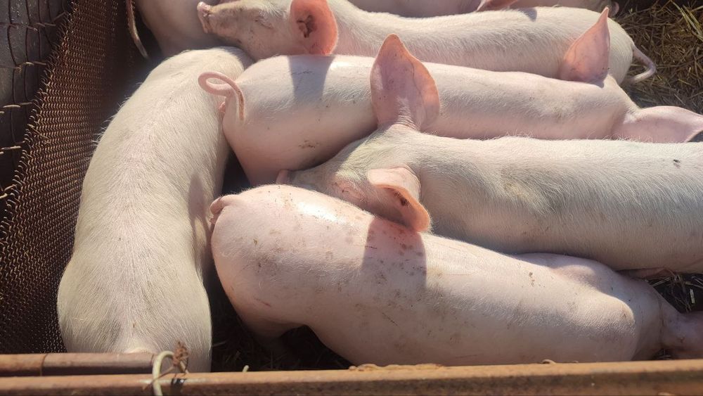 Продам маленьких поросят