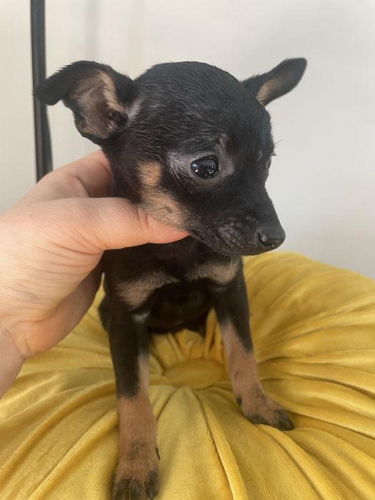 Pinczer  miniaturowy  pies suczka miniaturka