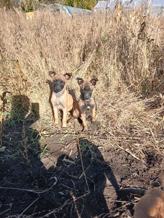 Цуценята Малінуа