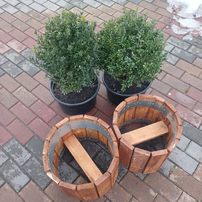 Кашпо з Самшитом, для саду, тераси