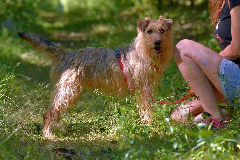 Danu piękny piesek do adopcji