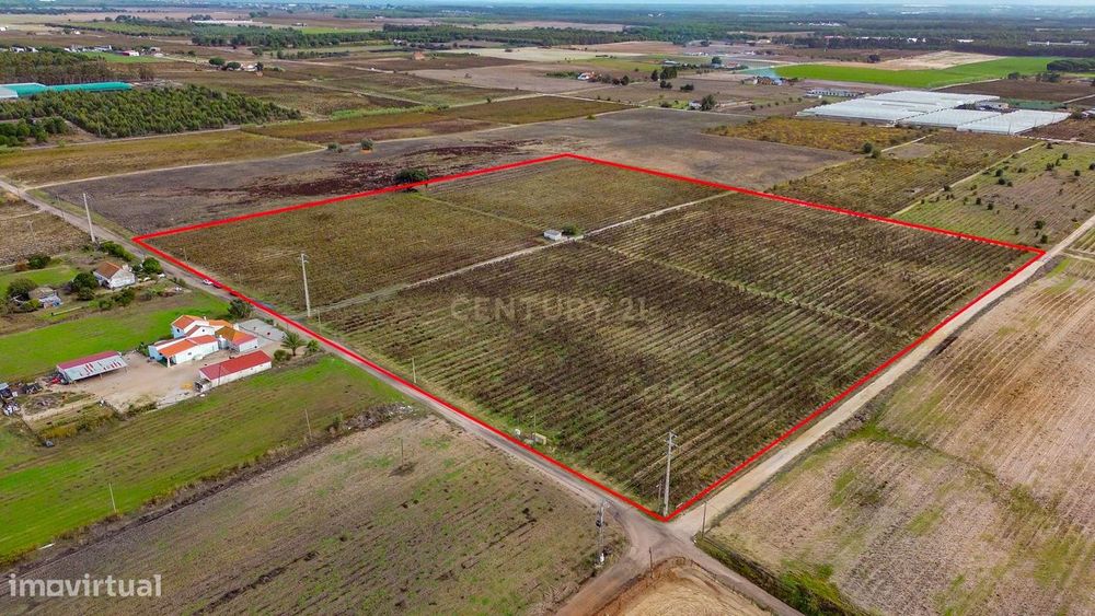 Vinha em pleno estado de produção com 6 Hectares de vinhas produtivas