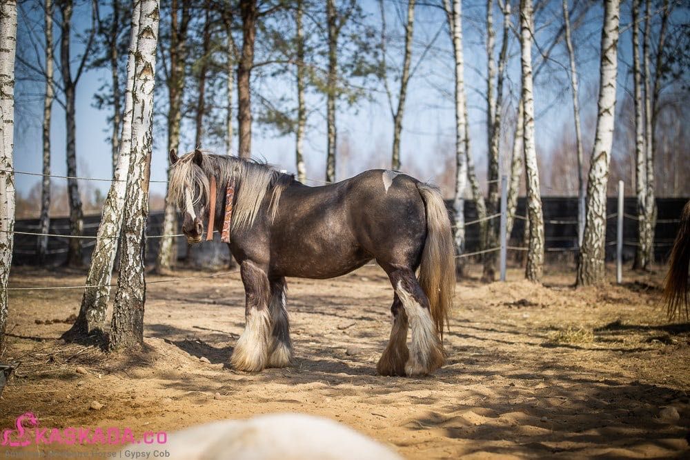 Likwidacja stada koni Gypsy Cob | nie tinker