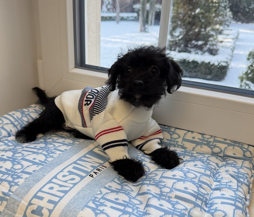 Мальтипу F1 -Слишком хорош чтобы долго ждать