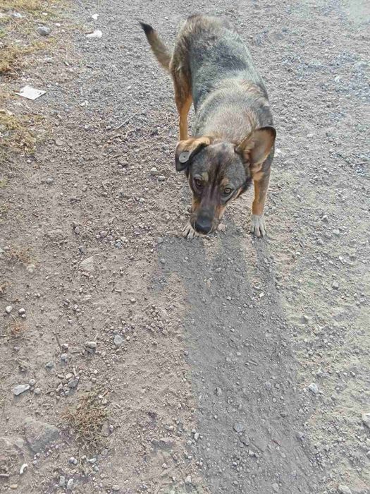 Отдам в хорошие руки собачку