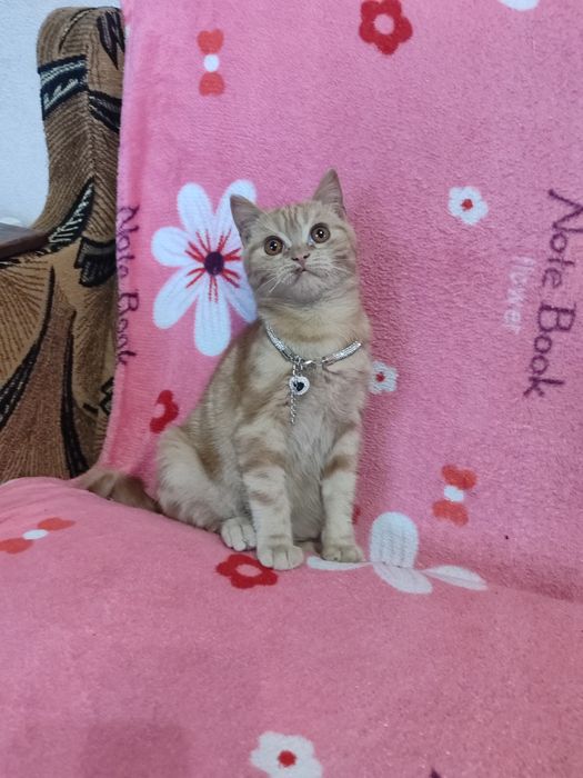 Шотландский котенок мальчик