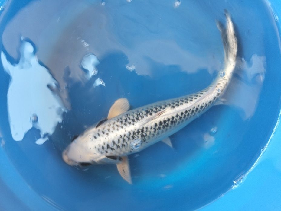 Carpa koi gin matsuba 35cm