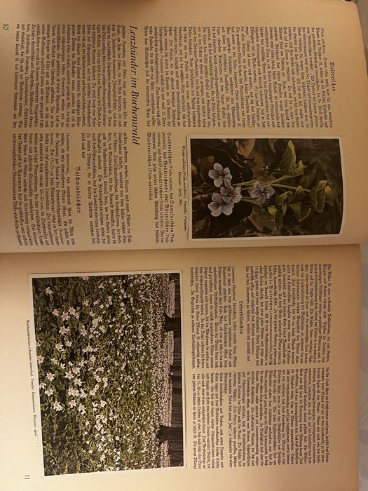 Niemiecki album botaniczny 1937 Aus Wald und Flur