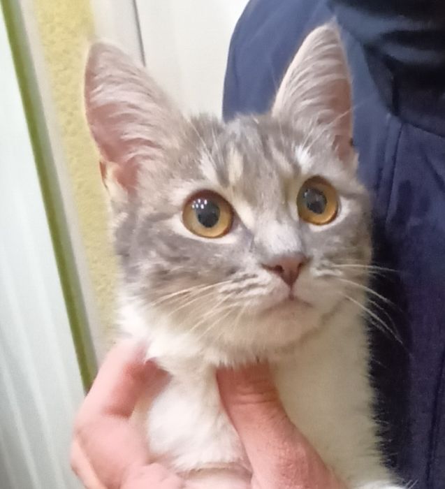 Кошеня Принцеса 5 міс стерильна