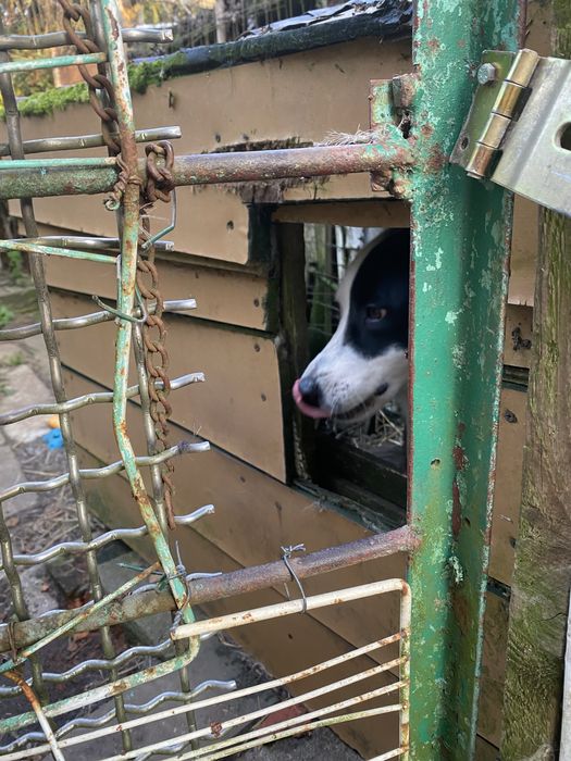 Oddam łajke syberyjską