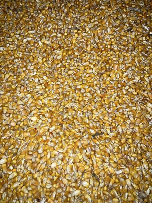 Продам кукурудзу