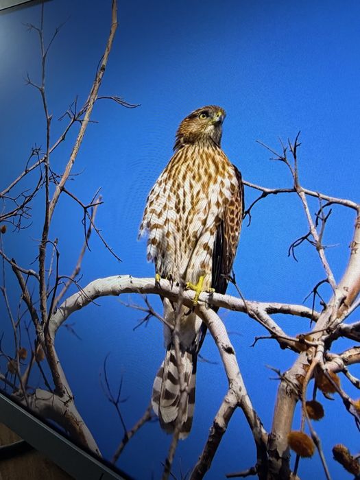 Monitor HP e243 - 24 polegadas