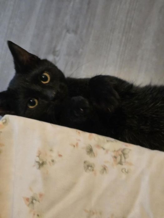 Najsłodszy kot kociak kocurek do adopcji