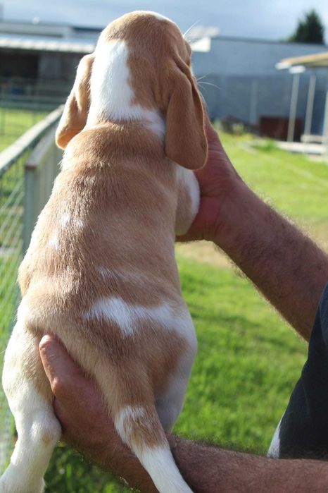 Beagle Bicolor bebé TOP