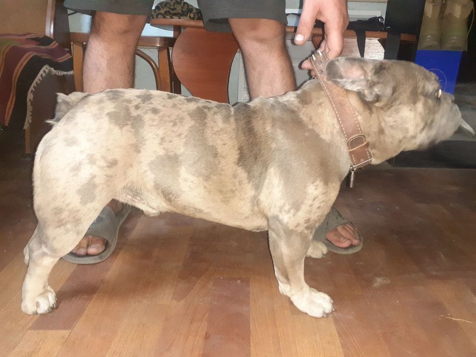 Молодой француский бульдог ищет даму