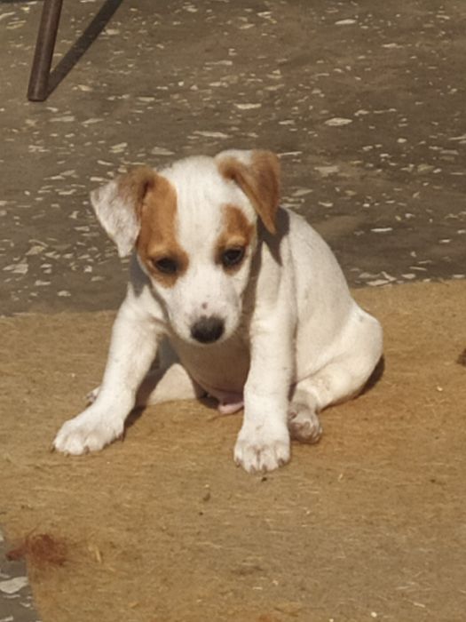 Джек Рассел тер'єр