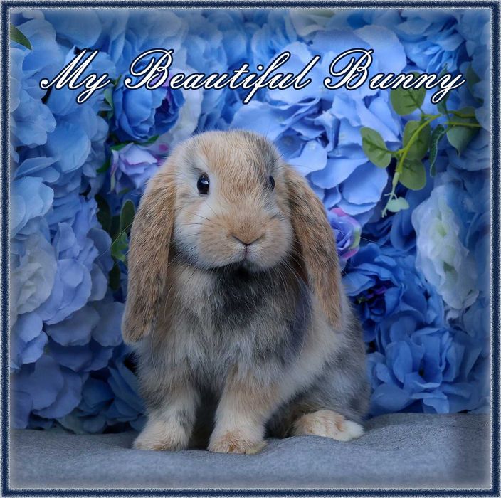 Piękny Królik Mini Lop - Harlequin